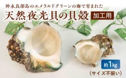 【ふるさと納税】■ 沖永良部島の天然夜光貝の貝殻（加工用）1キロ　サイズ不揃い