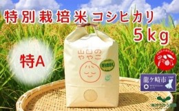 【ふるさと納税】令和5年『山田のややこ』特別栽培米コシヒカリ 精米 5kg＜茨城県共通返礼品・河内町産＞【令和4年産米の食味ランキング 