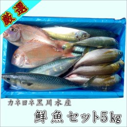 【ふるさと納税】御坊産　鮮魚セット5kg【配送不可地域】沖縄・北海道・東北・九州