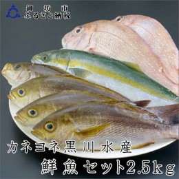 【ふるさと納税】御坊産　鮮魚セット2.5kg【配送不可地域】沖縄・北海道・東北・九州