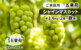 【ふるさと納税】ご家庭用 シャインマスカット 約1.6kg（2房〜数房） ぶどう フルーツ 果物 岡山 五果苑