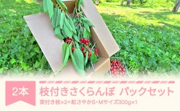 【ふるさと納税】枝付きさくらんぼ 2本 紅さやか パックセット 300g ku-che2s300