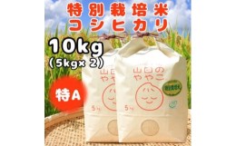 【ふるさと納税】令和5年産『山田のややこ』特別栽培米コシヒカリ(精米)10kg(5kg×2袋)【1430877】