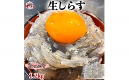 【ふるさと納税】＜先行受付＞岬だよりの生しらす(お刺身)1.2kg(100g×12個)