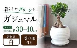 【ふるさと納税】観葉植物 ガジュマル 多幸の木 ボール形 陶器 鉢 （白） / 観葉 植物 インテリア おしゃれ プレゼント / 大村市 / フラ