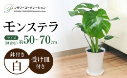 【ふるさと納税】観葉植物 モンステラ プラスチック鉢入り / 観葉 植物 インテリア おしゃれ プレゼント / 大村市 /  フラワーコーポレー