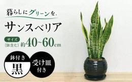 【ふるさと納税】観葉植物 サンスベリア ボール型 陶器鉢 黒 / 観葉 植物 インテリア おしゃれ プレゼント / 大村市 / フラワーコーポレ