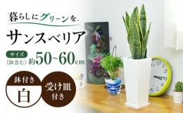 【ふるさと納税】観葉植物 サンスベリア 陶器鉢植え 植物 インテリア 角型  / 観葉 植物 インテリア おしゃれ プレゼント / 大村市 / フ