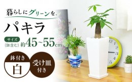 【ふるさと納税】観葉植物 パキラ 陶器鉢植え インテリア 陶器鉢 卓上 角型 / 観葉 植物 インテリア おしゃれ プレゼント / 大村市 / フ