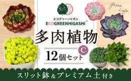 【ふるさと納税】オリジナル鉢付き！かわいい売れ筋多肉植物お届けセットC / 観葉植物 多肉 多肉植物 インテリア / エコグリーンヒガシ /