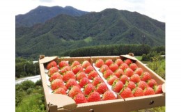 【ふるさと納税】【【先行予約R6年 7月10日以降順次発送】0.1%しか採れない希少品】 大空夏いちご農園「サマープリンセス（2パック）」