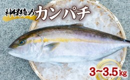 【ふるさと納税】カンパチ 神経締め 3〜3.5kg 1尾 かんぱち 勘八 鮮魚 産地直送 冷蔵 養殖 国産