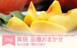 【ふるさと納税】黄桃 もも 品種おまかせ 約3kg 令和6年産 2024年産 果物 フルーツ mm-kmomx3000