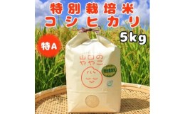 【ふるさと納税】令和5年産『山田のややこ』特別栽培米コシヒカリ(精米)5kg【1439702】