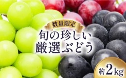 【ふるさと納税】【数量限定】 旬 の珍しい厳選 ぶどう 約 2kg / フルーツ ぶどう ブドウ マスカット 産地直送 / 南島原市 / 長崎県農産