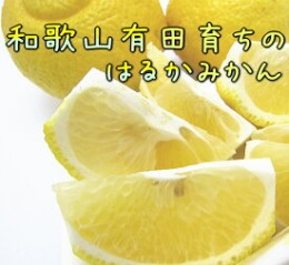 【ふるさと納税】AB7123_【人気柑橘】有田育ちの はるか みかん 【訳あり 家庭用】 4.5kg (サイズ混合)