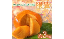 【ふるさと納税】＜先行受付＞大ぶりの完全甘柿「陽豊」　約3kg ※2024年11月中旬より順次発送予定【1376519】