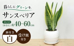 【ふるさと納税】観葉植物 サンスベリア ボール型 陶器鉢  白 / 観葉 植物 インテリア おしゃれ / 大村市 / フラワーコーポレーション[AC