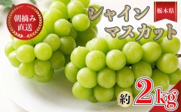 【ふるさと納税】【先行予約】朝摘み直送 シャインマスカット ぶどう