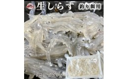 【ふるさと納税】岬だよりの 生しらす釣り餌用 250g×1袋