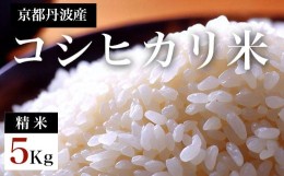 【ふるさと納税】京都丹波産　コシヒカリ米（精米）5kg ふるさと納税 米  精米 コシヒカリ 5kg 京都府 福知山市