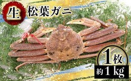 【ふるさと納税】【先行予約】（タグ付き）松葉がに（生なま） 1枚（約1kg）【年内配送】※着日指定不可※北海道、沖縄、一部離島への配