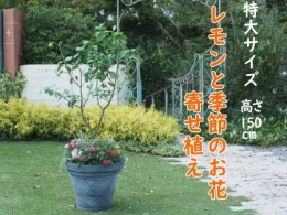 【ふるさと納税】植物 レモン 花 寄植え 特大サイズ レモンの木と季節のお花 寄せ植え ガーデニング 配送不可：北海道、沖縄、離島