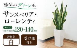 【ふるさと納税】観葉植物 サンスベリア・ローレンティ ロングスクエア 陶器鉢植え（白/黒） BIGサイズ インテリア / 観葉 植物 インテリ