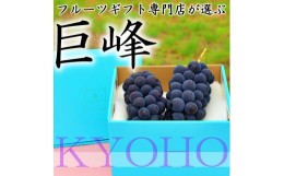 【ふるさと納税】5-91 南アルプス市産　旬の採れたて巨峰　2〜3房入り　約1kg