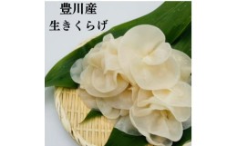 【ふるさと納税】豊川産生きくらげ　朝採りたての選りすぐり　白400g【1445711】