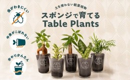 【ふるさと納税】【土を使わない観葉植物】Table Plantsテーブルプランツ　選べる2鉢セット