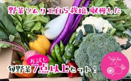 【ふるさと納税】野菜ソムリエ渡邊淳子の 新鮮野菜お試しセット 7点以上 季節のお野菜 おまかせ お楽しみ 獲れたて 産地直送 旬 鍋 冬野