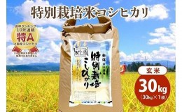【ふるさと納税】令和5年産|新潟上越三和産|特別栽培米コシヒカリ(従来種)30kg(30kg×1)玄米