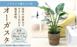 【ふるさと納税】【観葉植物】オーガスタ 8号 ブラウンバスケット鉢カバー 土の表面：ウッドチップ【観葉植物 植物 鉢付 インテリア 部屋