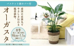 【ふるさと納税】【観葉植物】オーガスタ 8号 ストライプバスケット鉢カバー 土の表面：ウッドチップ 【観葉植物 植物 鉢付 インテリア 