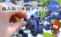 【ふるさと納税】ブルーベリー摘み取り体験チケット ペア券 フルーツ狩り 果物狩り くだもの狩り ペアチケット 収穫体験 大分県産 九州産