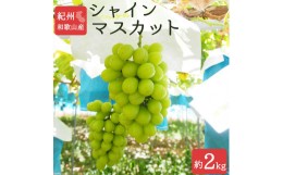 【ふるさと納税】シャインマスカット 約2kg　紀州和歌山産【2024年8月下旬以降発送予定】【UT78】