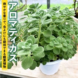 【ふるさと納税】アロマティカス 1鉢 観葉植物 育てやすい 虫よけ ガーデニング 植物 香り かわいい 肉球