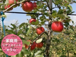 【ふるさと納税】信州小諸・福井りんご園のシナノスイート（家庭用）約5kg 果物類 林檎 りんご リンゴ シナノスイート 家庭用
