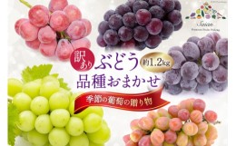 【ふるさと納税】【先行受付】ぶどう 訳あり 季節の葡萄の贈り物 品種おまかせ 約1.2kg [斎庵 山梨県 韮崎市 20742340] フルーツ 果物 く