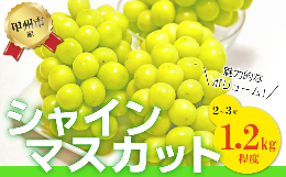 【ふるさと納税】【訳あり】魅惑のボリューム感『シャインのふるさと甲州』シャインマスカット2〜3房(1.2kg程度)【2024年発送】（SFK）B1