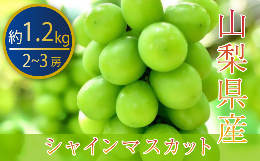 【ふるさと納税】【厳選】シャインマスカット 2〜3房 約1.2kg 山梨県産【2024年発送】（PJ）B-188