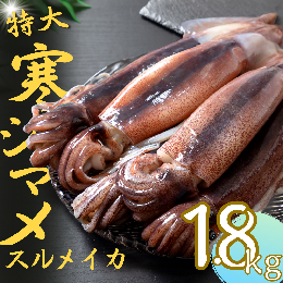 【ふるさと納税】今が旬！朝どれ寒シマメ特大サイズ（350-400g）丸ごと5本セット