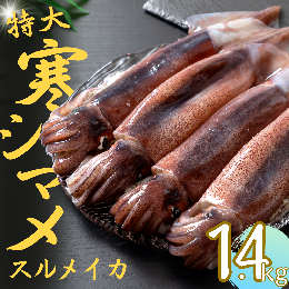 【ふるさと納税】今が旬！朝どれ寒シマメ特大サイズ（350-400g）丸ごと4杯セット