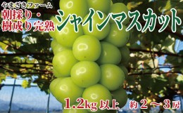 【ふるさと納税】[No.5657-3868]【先行予約】大人気！長野県産 シャインマスカット 朝採り・樹成り完熟で新鮮いっぱい！1.2kg以上（約2〜