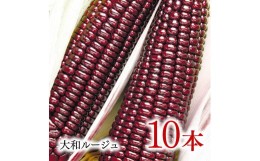 【ふるさと納税】大和ルージュ10本（とうもろこし）2024年7月下旬〜10月中旬頃発送分、先行予約受付開始 とうもろこし トウモロコシ スイ