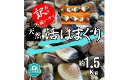 【ふるさと納税】(( 訳あり )) 天然 活はまぐり 約1.5kg _ 蛤 ハマグリ 魚貝 魚介 海鮮 貝 出汁 だし プロ仕様 人気 送料無料 【1465117