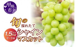 【ふるさと納税】旬の採れたてシャインマスカット1.5kg以上（2房〜3房）（HO）B13-150 【山梨県 シャインマスカット フルーツ 大粒 ぶど