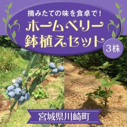 【ふるさと納税】ホームベリー鉢植えセット（3株）　【04324-0002】
