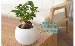 【ふるさと納税】ハイドロカルチャー「観葉植物ガジュマル　ピュアボウル陶器鉢植え」